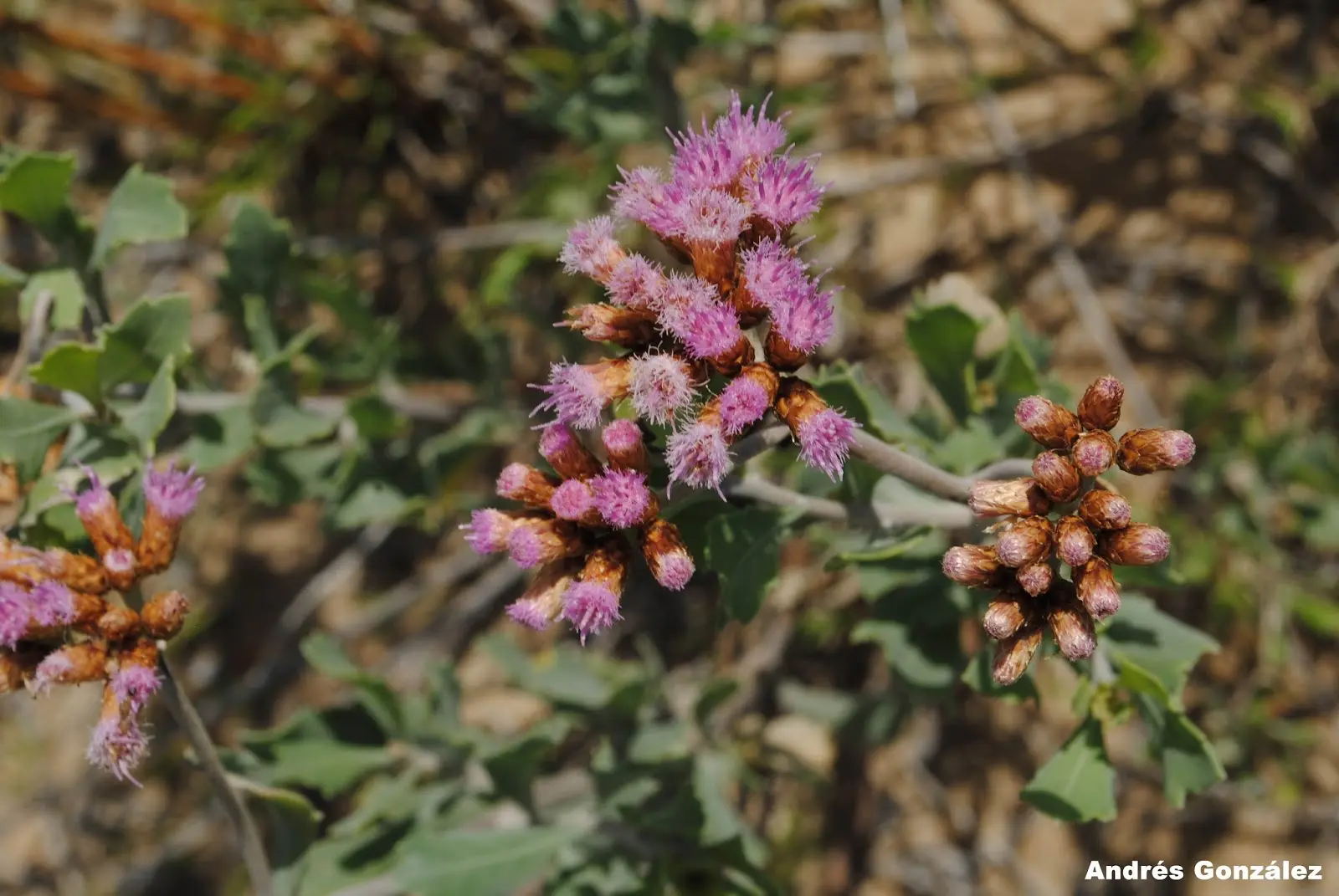 pájaro bobo planta - Qué propiedades tiene la yerba del pájaro