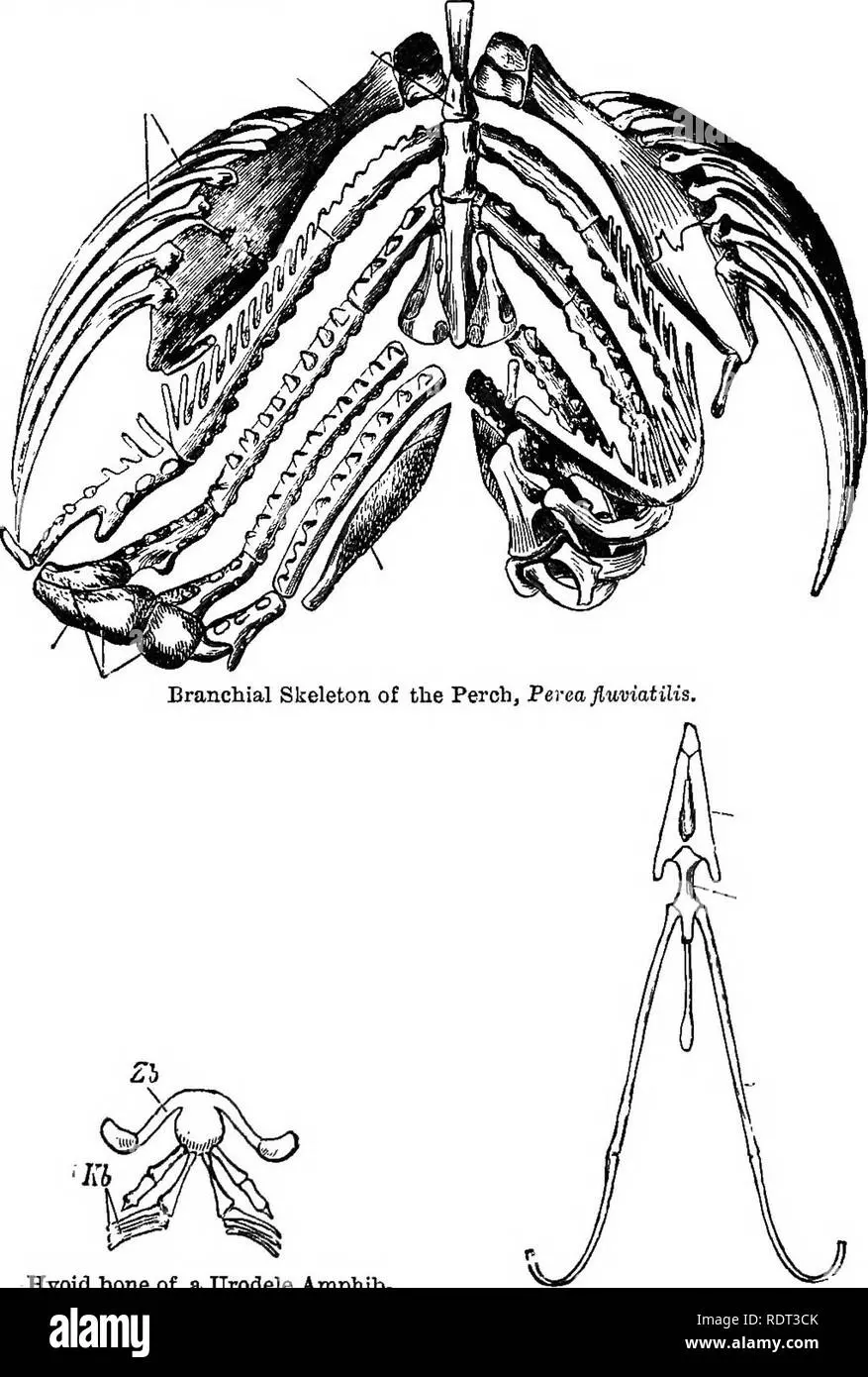 aparato hioides aves - Qué protege el hioides