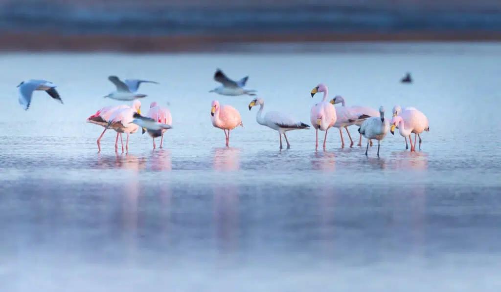 area protegida por migración de aves argentina - Qué protege el Parque Nacional de Ansenuza