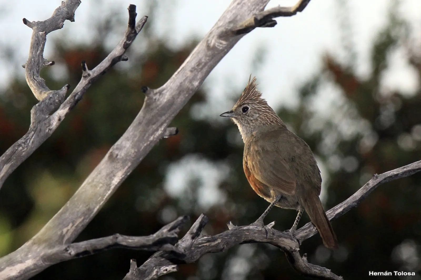 ave representativa del parque nacional liuel calel - Qué protege el Parque Nacional Lihué Calel