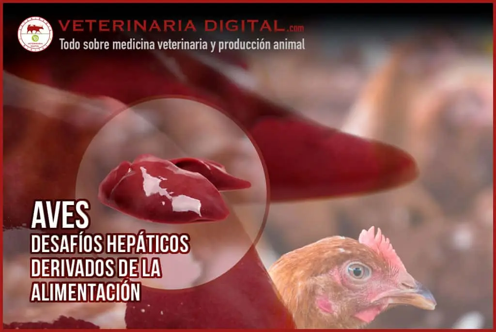 Análisis de Daño Hepático en Aves - Qué pruebas de laboratorio son indicadores de daño hepático analisis de daño hepatico en aves - Qué pruebas de laboratorio son indicadores de daño hepático