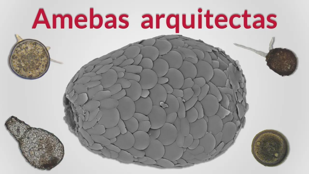 ameba en pajaros - Qué puede causar la ameba