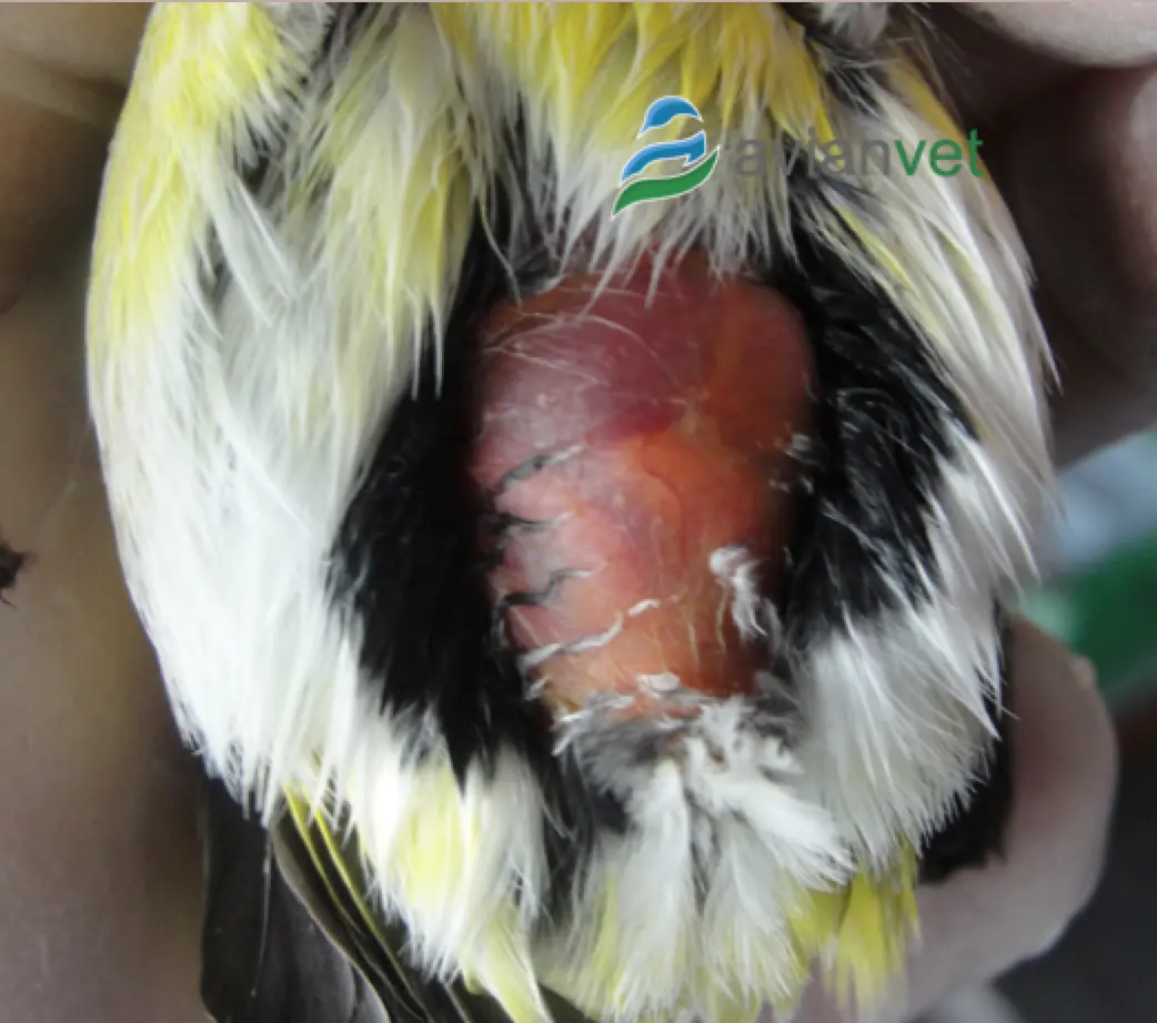 Hepatomegalia en loros pichones: causas, tratamiento y prevención - Qué puede producir la hepatomegalia hepatomegalia en loros pichones - Qué puede producir la hepatomegalia