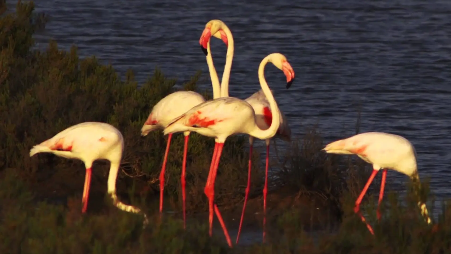 caracteristicas del ave flamenco - Qué pueden hacer los flamencos