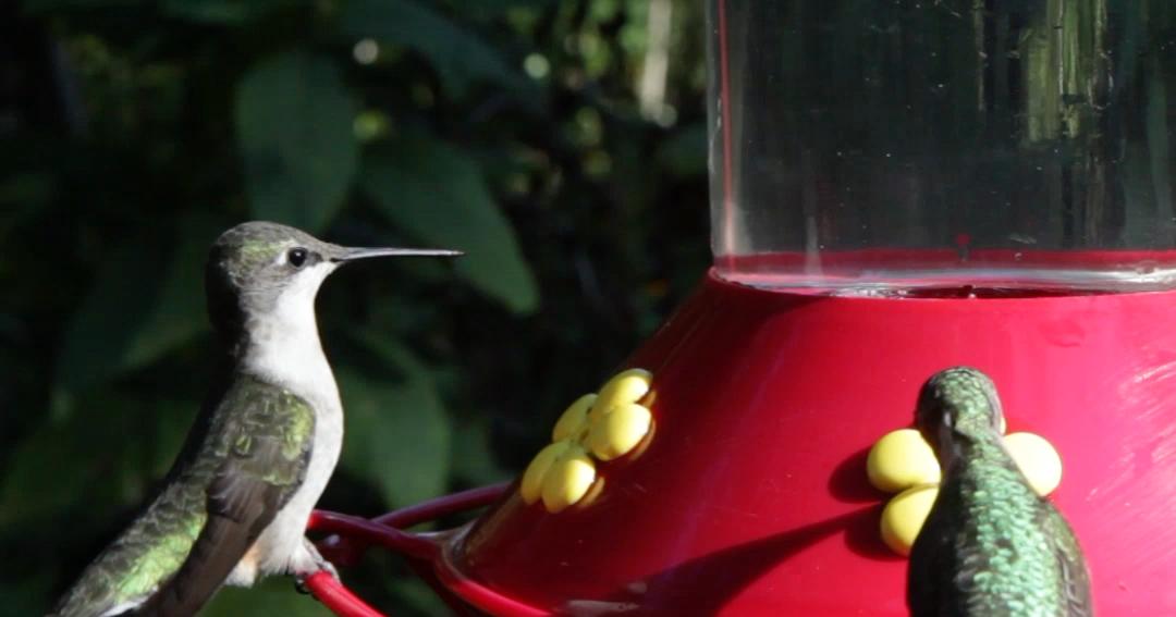 colibrí bebe agua con otros pájaros - Qué pueden tomar los colibríes