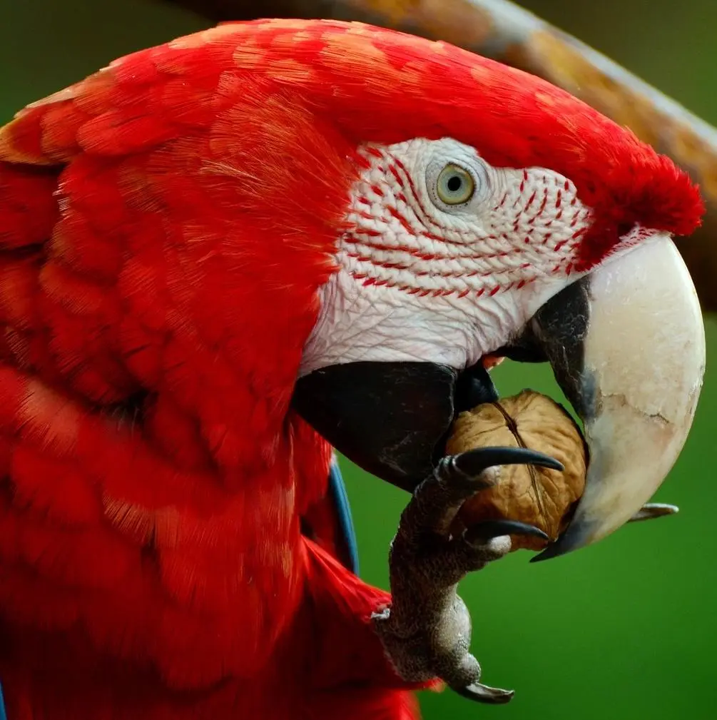 si el loro es grande aprende a hablar igual - Qué quiere decir loro viejo no aprende a hablar