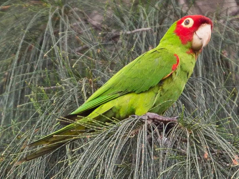 pajaro verde cabeza roja - Qué quiere decir pito real