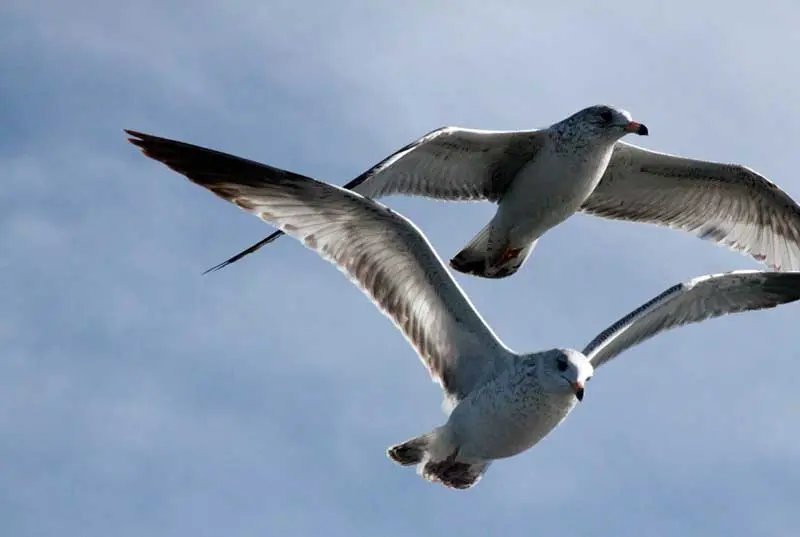 aero dinamarca forma de las aves - Qué quiere decir que las aves poseen un diseño aerodinámico