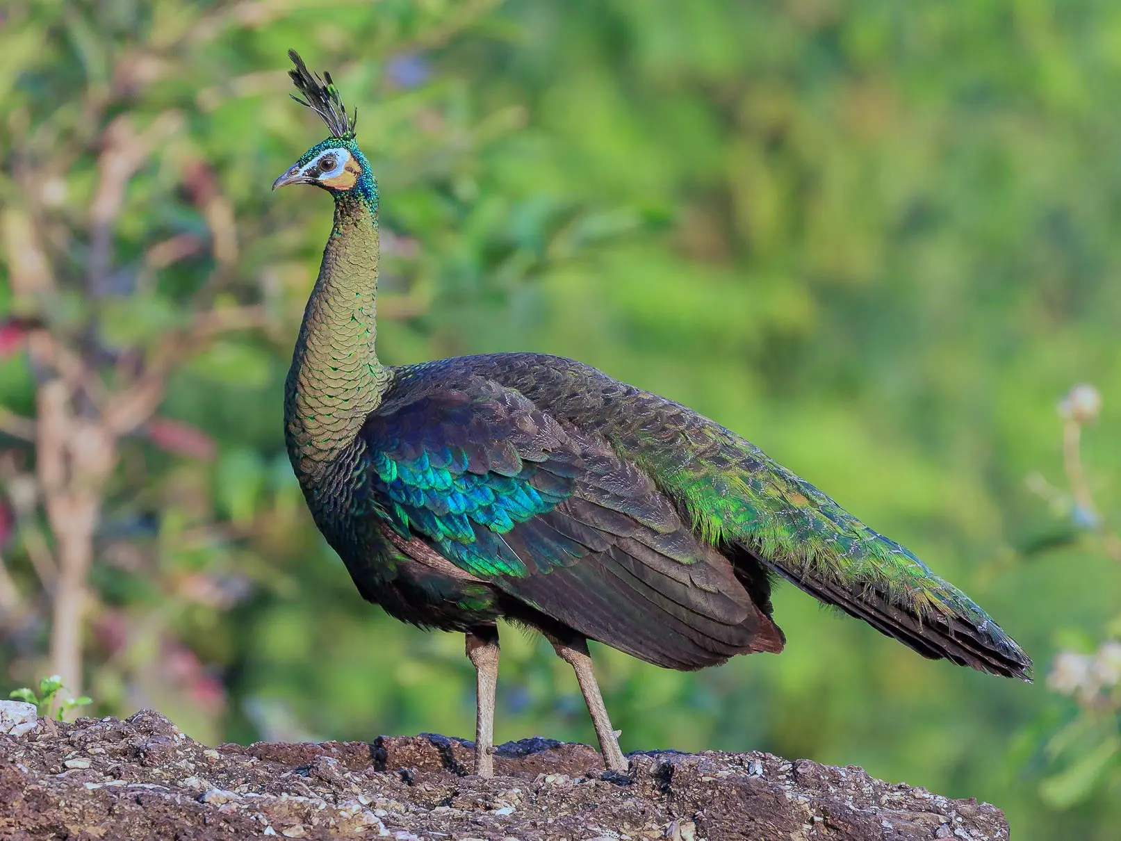 ave de campo pavo - Qué quiere decir ser pavo