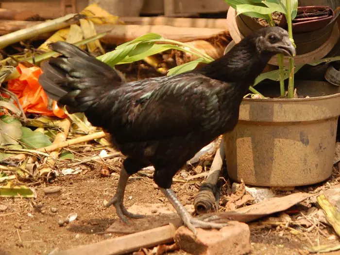 ave sedosa negra - Qué raza es la gallina negra