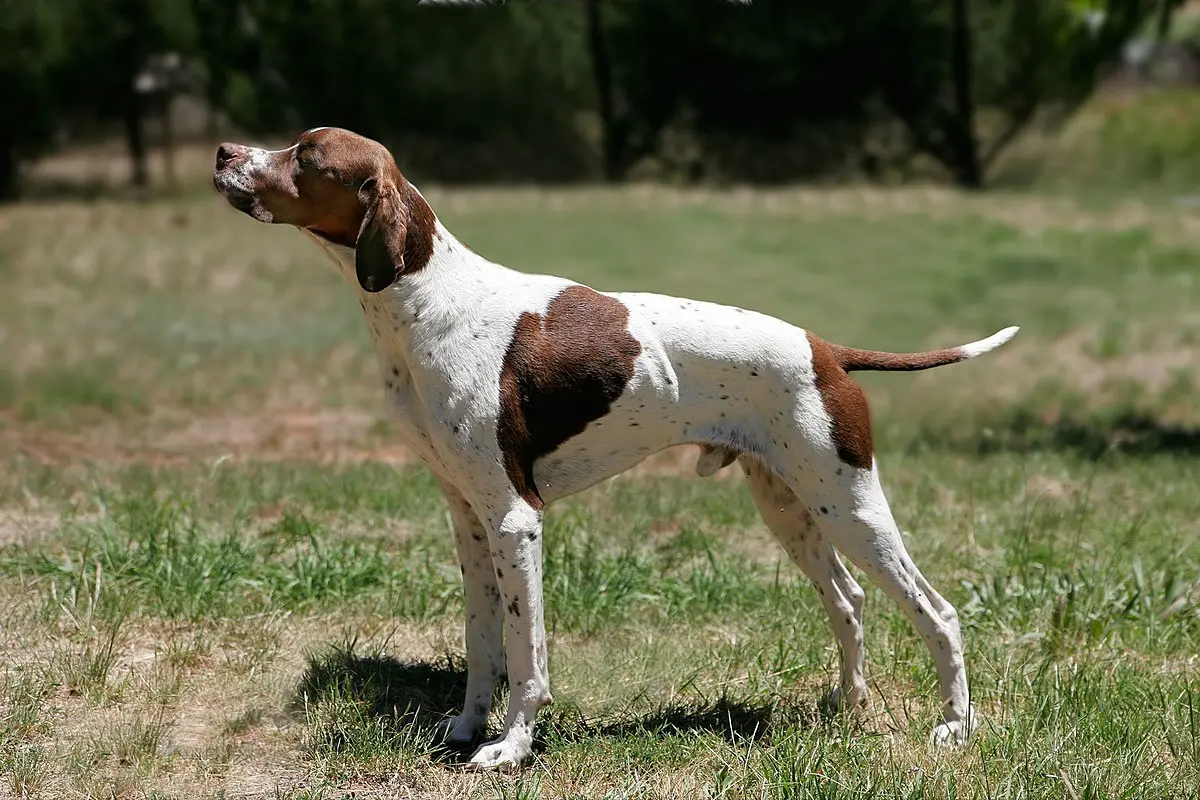 perros cazadores de aves - Qué raza es un perro cazador