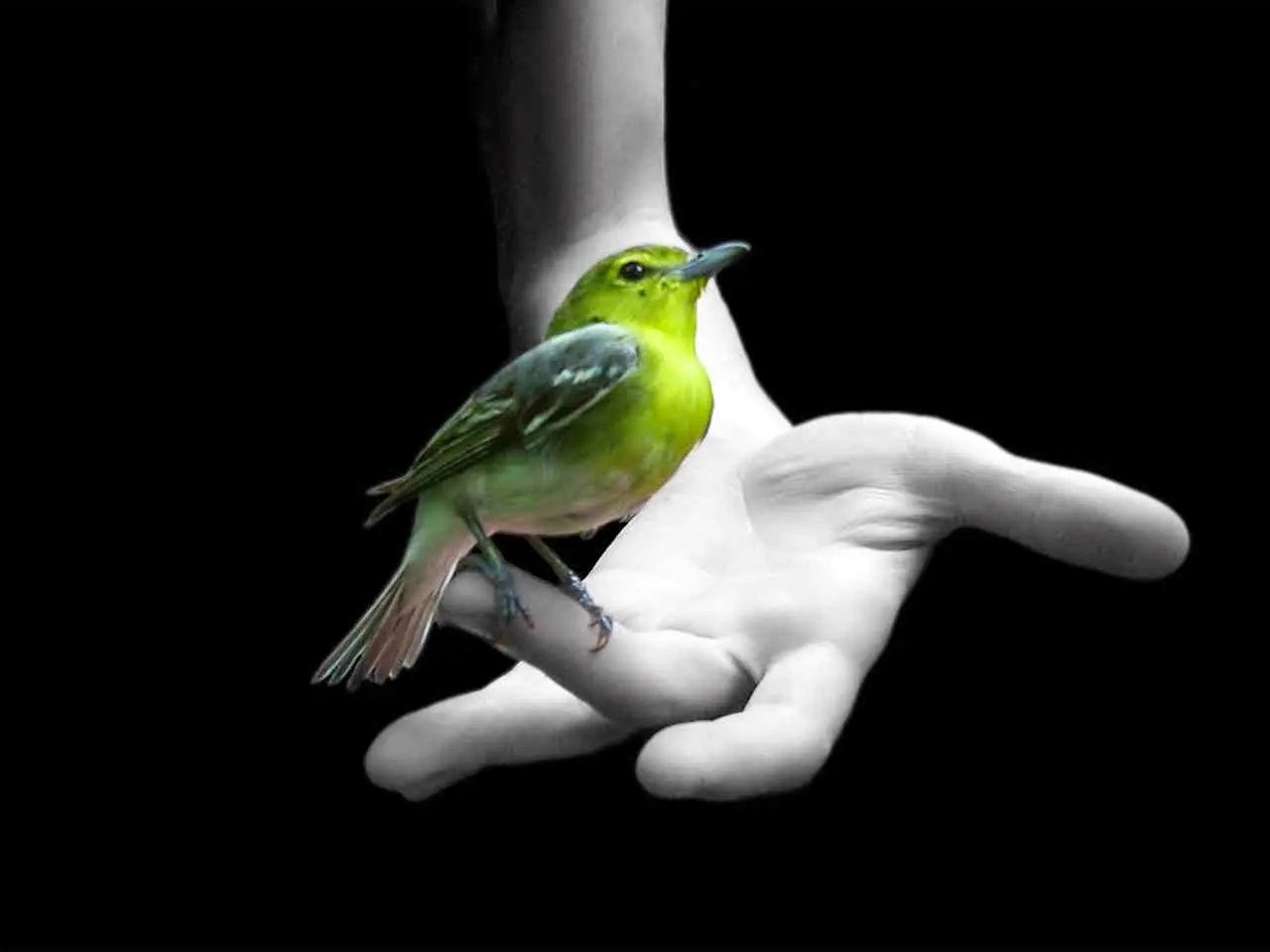 mas vale pajaro en mano que cientos volando - Qué refranes y su significado
