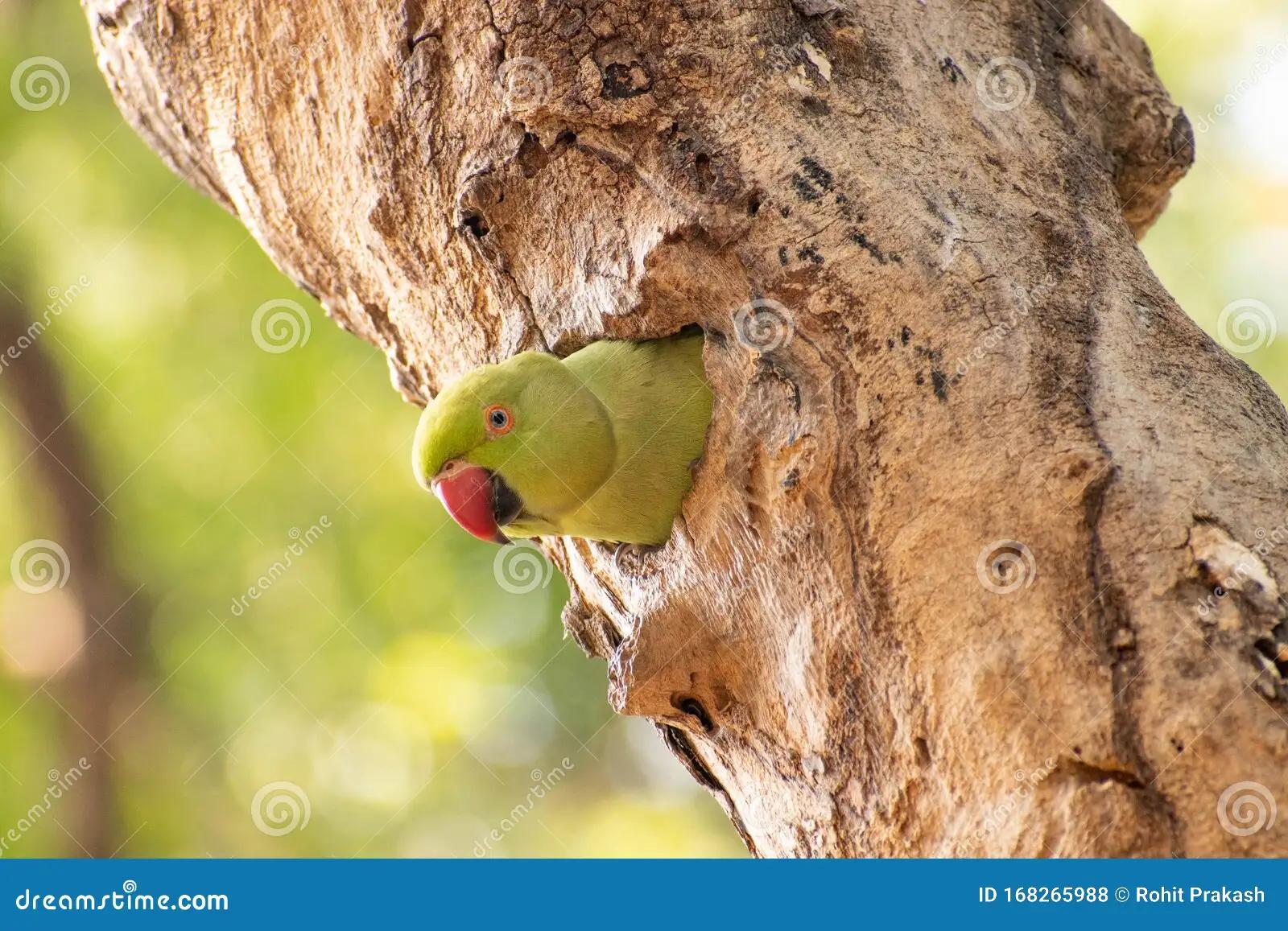 Nidos de loro en árboles: una relación de comensalismo - Qué relacion es un loro construyendo su nido en los árboles nidos de loro en arboles - Qué relacion es un loro construyendo su nido en los árboles