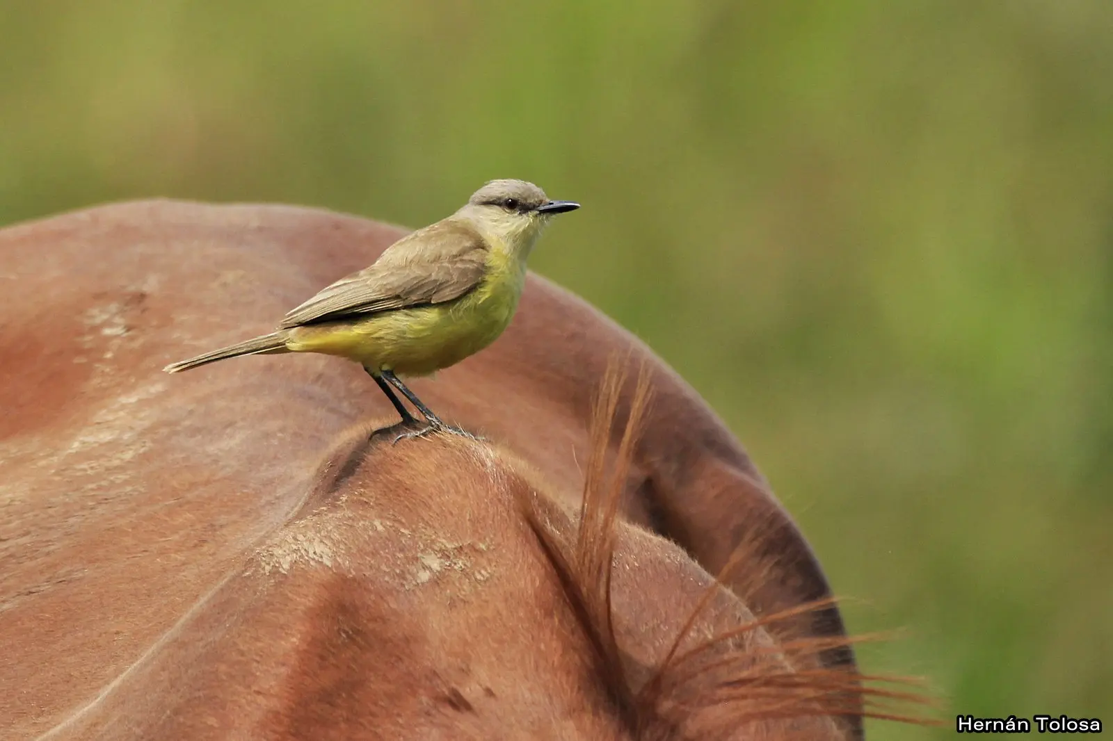 ¿Qué relación tiene un ave en el lomo de un caballo? - Qué relación tiene una ave en el lomo de una vaca como se llama la relacion entre pajaro.y caballo - Qué relación tiene una ave en el lomo de una vaca