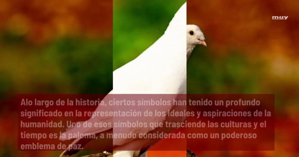 ave de la paz - Qué representa el ave blanca