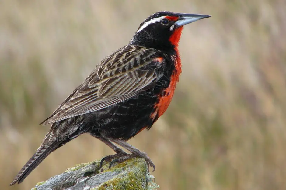 aves argentinas loica comun - Qué representan las loicas