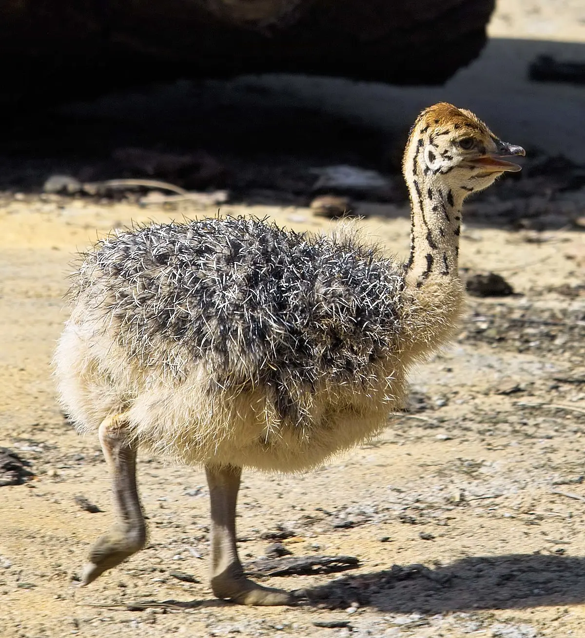 a que aves selas llama nidicolas - Qué sale del huevo sin estar completamente desarrollada está AVE