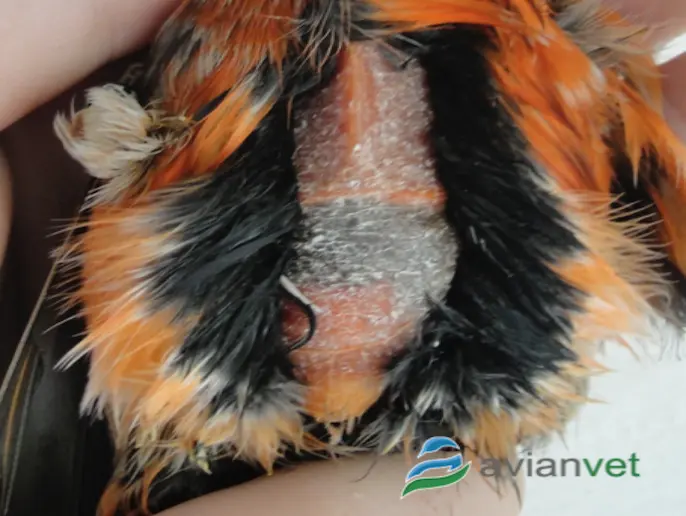 Hepatomegalia en loros pichones: causas, tratamiento y prevención - Qué se debe hacer cuando hay hepatomegalia hepatomegalia en loros pichones - Qué se debe hacer cuando hay hepatomegalia