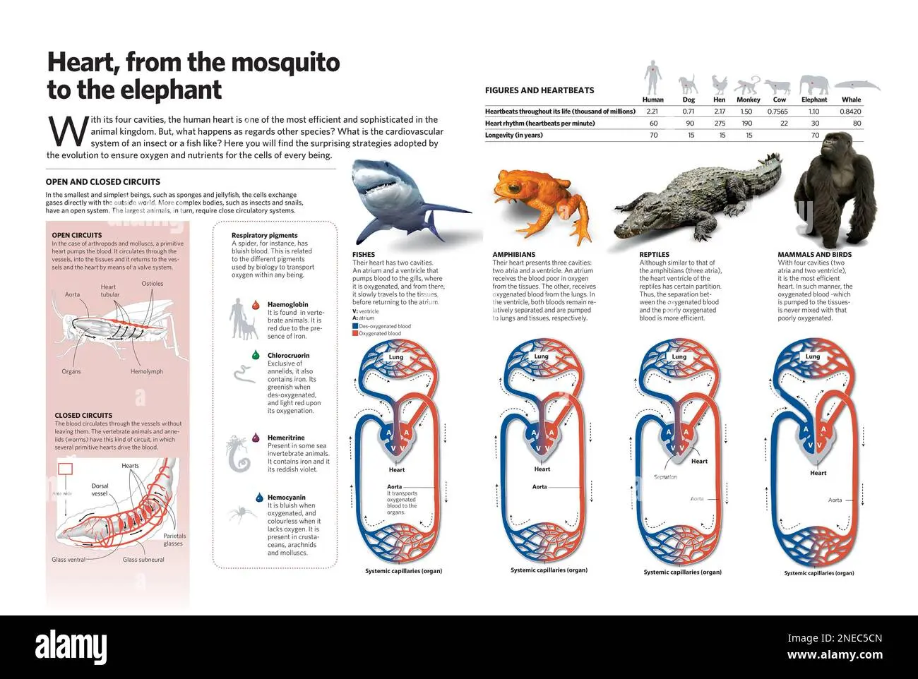 anatomia comparada sistema reproductor de aves-mamiferos-anfibios-reptiles - Que se deduce de la anatomía comparada