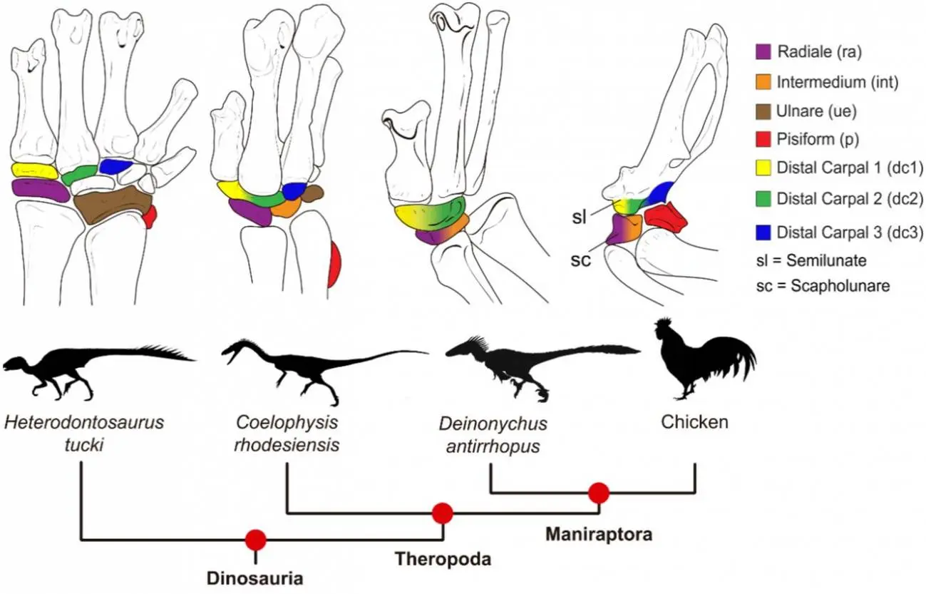 adaptaciones evolutivas de las aves - Que se entiende por adaptación evolutiva