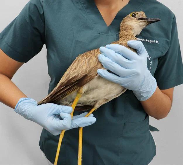 manejo de aves silvestres - Que se entiende por manejo de fauna