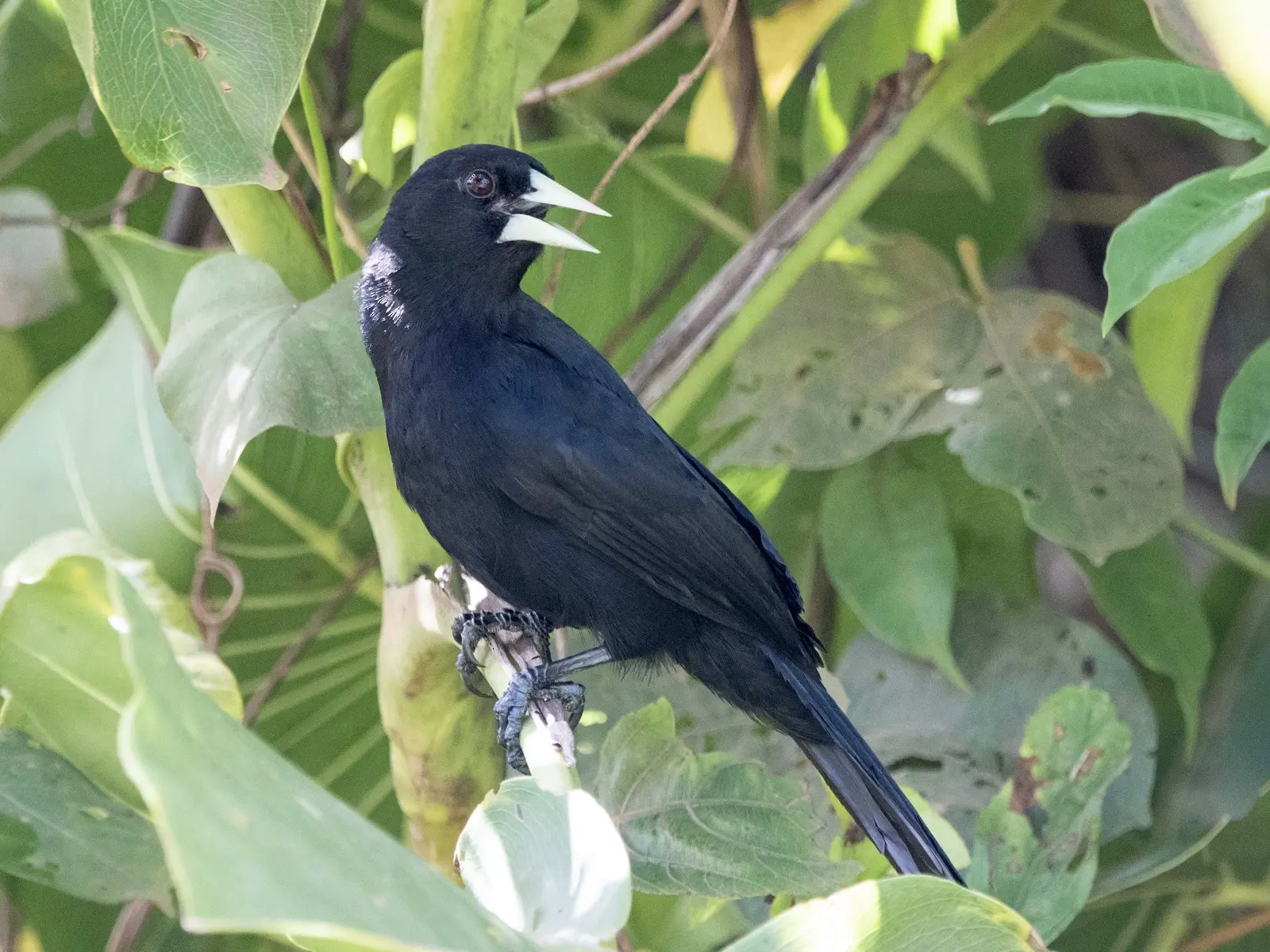 ave boyero negro - Que se le da de comer a un boyero pico blanco