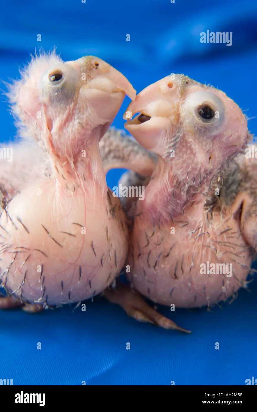 loro recien nacido - Que se le da de comer a un loro recién nacido