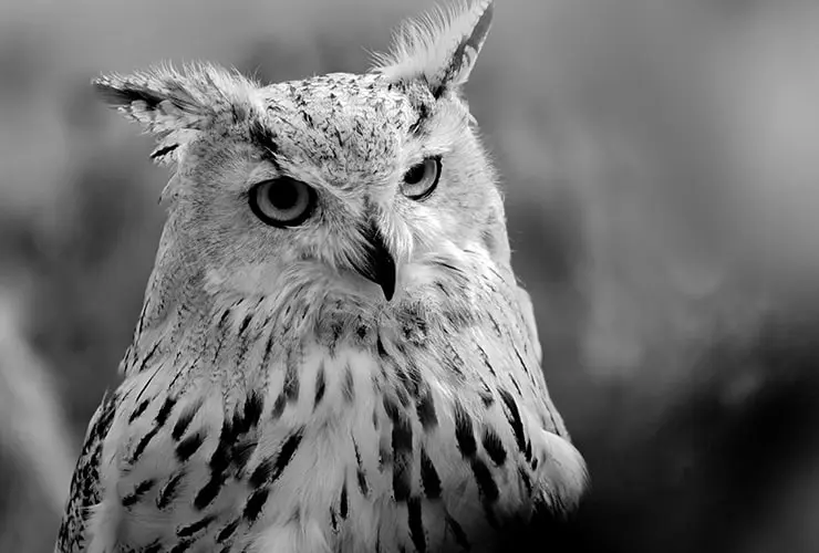 alimentacion en aves lechuza o buo - Qué se le puede dar de comer a un búho