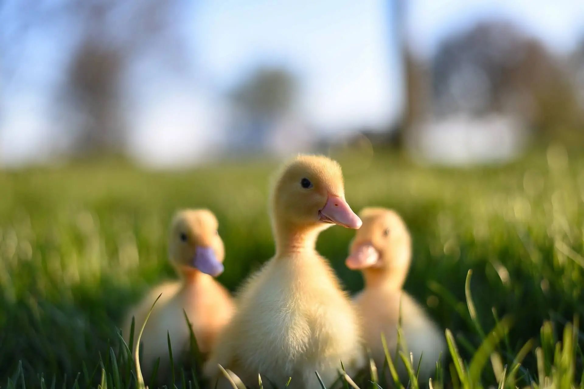 los patos comen comida para perros