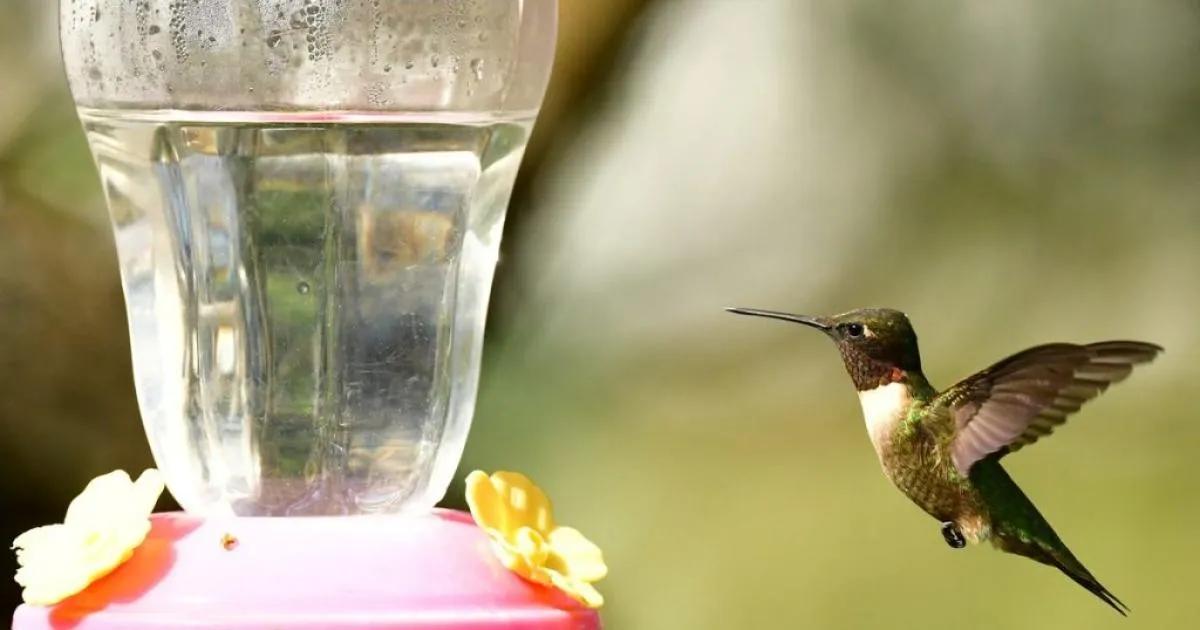 colibrí bebe agua con otros pájaros - Qué se le puede poner a un bebedero para colibrí