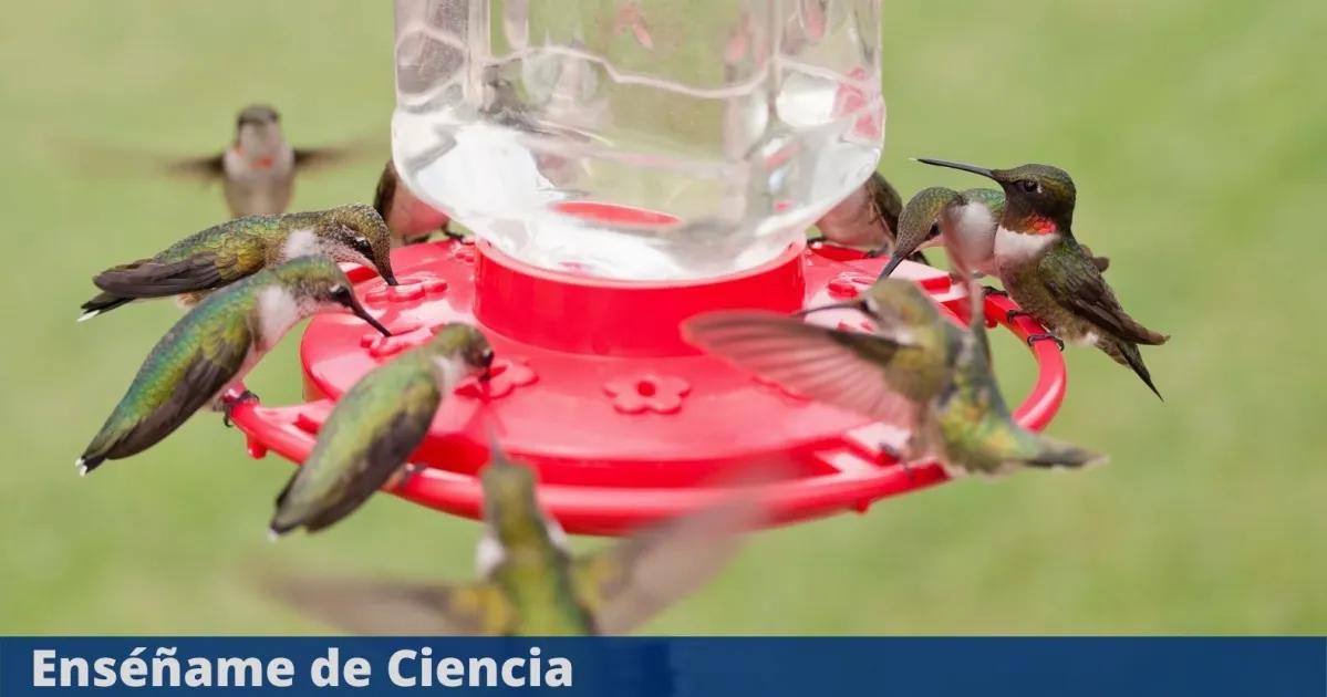 bebederos para pajaros colibri - Que se les pone a los colibríes en los bebederos