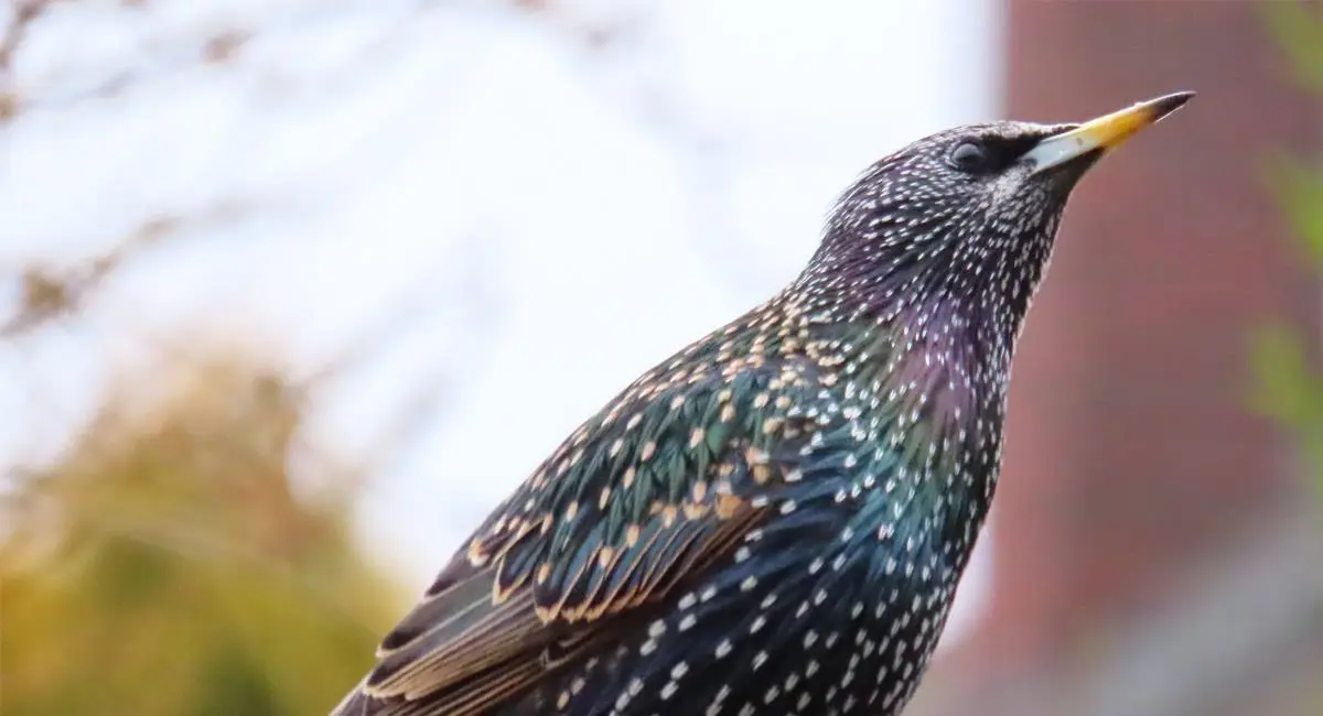 como hacer convertir a una persona en pajaro en filmacion - Qué se necesita para ser un nahual