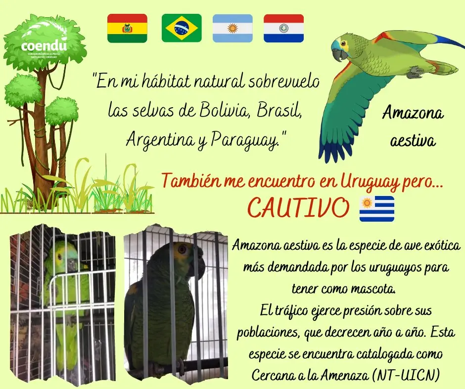 Cómo llevar un loro de Argentina a Brasil - Qué se necesita para viajar con un perro a Brasil desde Argentina como llevar un loro de argentina a brasil - Qué se necesita para viajar con un perro a Brasil desde Argentina
