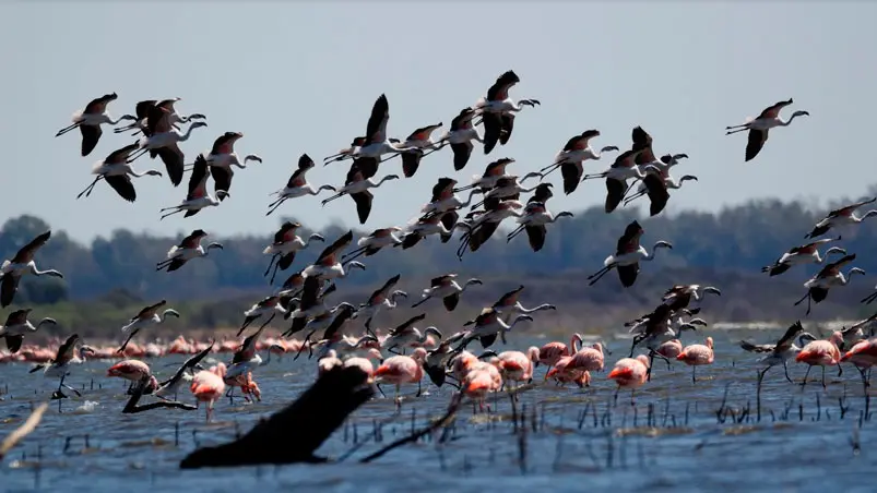 avistaje de aves en miramar cordoba - Qué se puede hacer en Mar Chiquita