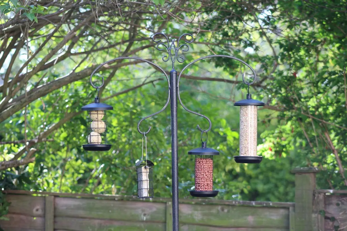 semillas alimento para aves - Qué semillas comen las aves silvestres