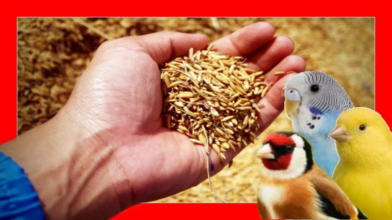 como mse llama la semilla que come el pajaro - Qué semillas se les da a los pájaros