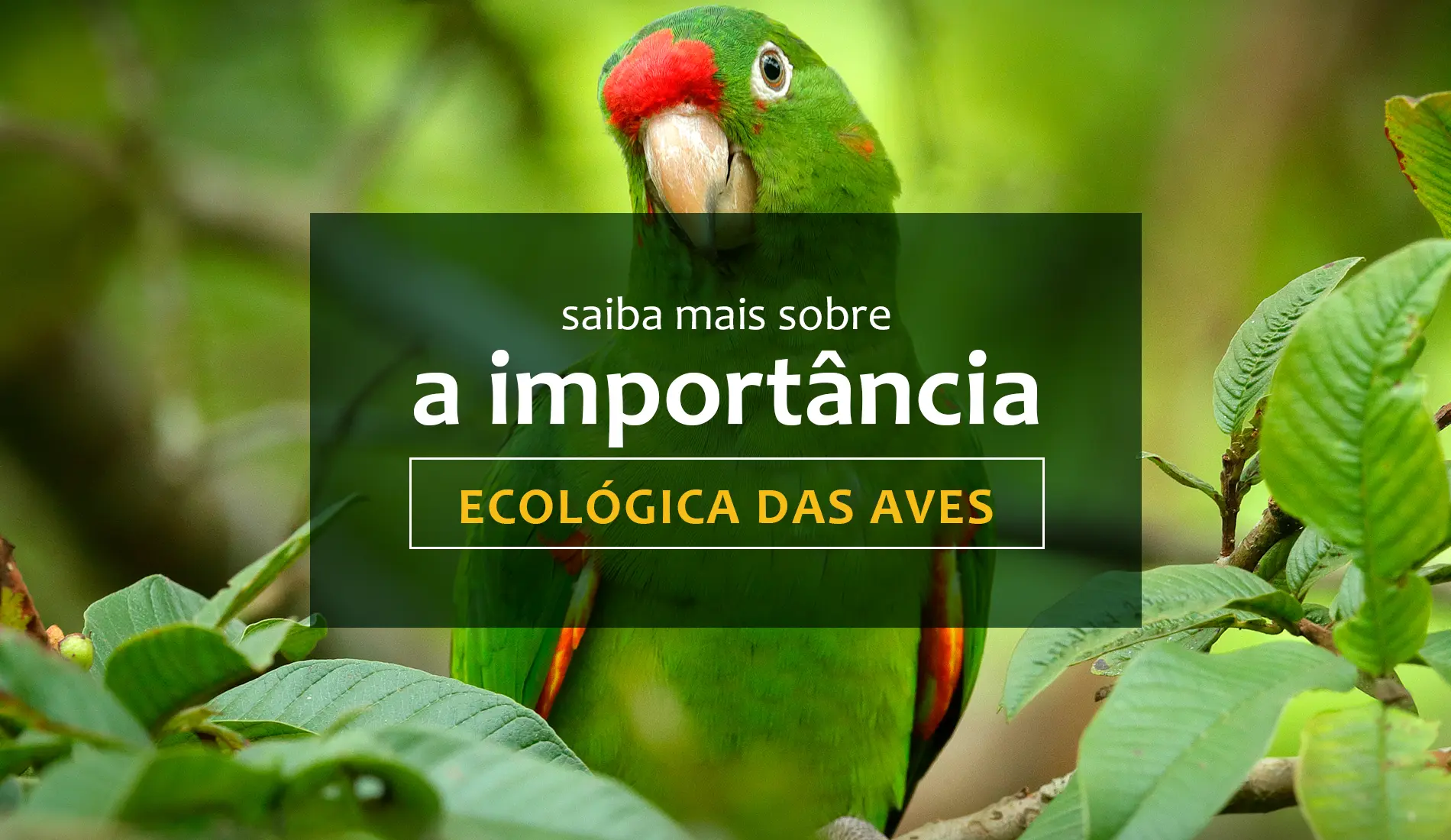 aves importancia ecologica - Qué servicios ecosistémicos nos brindan las aves