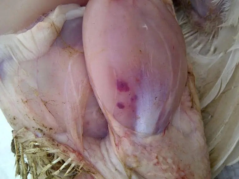Aflatoxicosis en aves: una amenaza silenciosa - Qué significa Aflatoxicosis aflatoxicosis en aves - Qué significa Aflatoxicosis