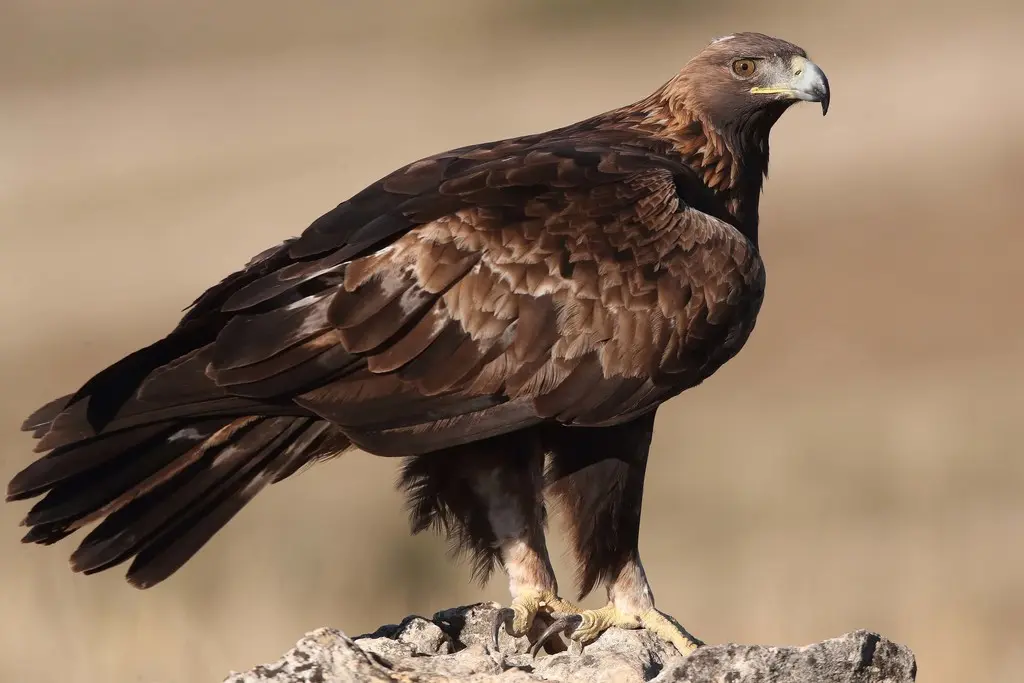 aves aguila nombre cientifico - Qué significa Aquila chrysaetos