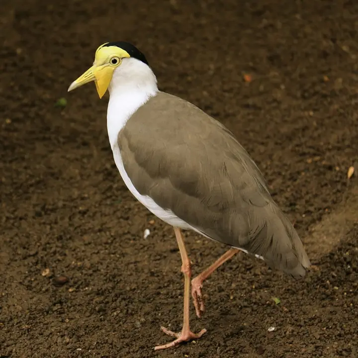 Ave Militar: La Guacamaya Verde - Qué significa Ara militaris ave militar - Qué significa Ara militaris