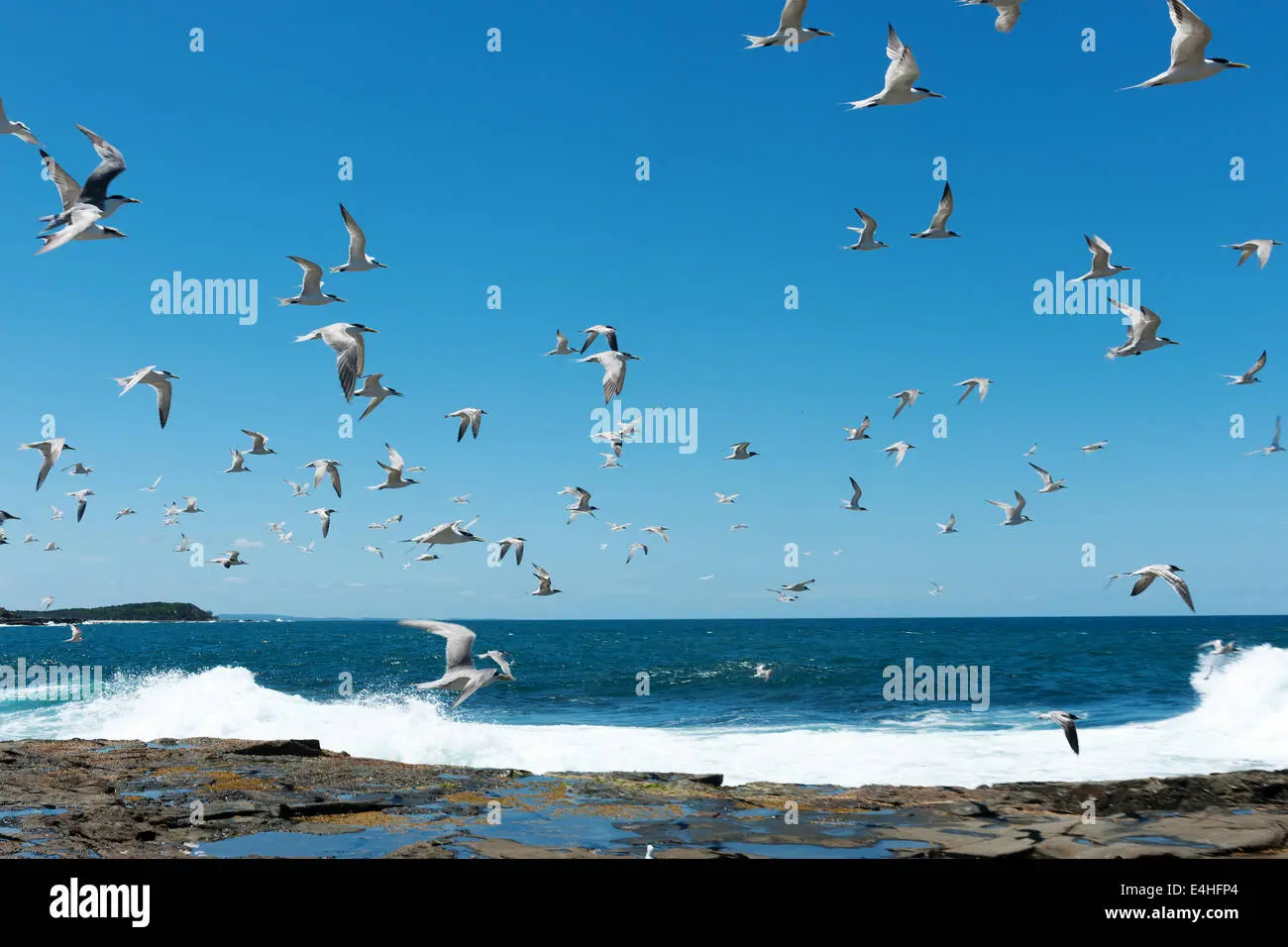 grupo numeroso de aves - Qué significa bandada de palomas