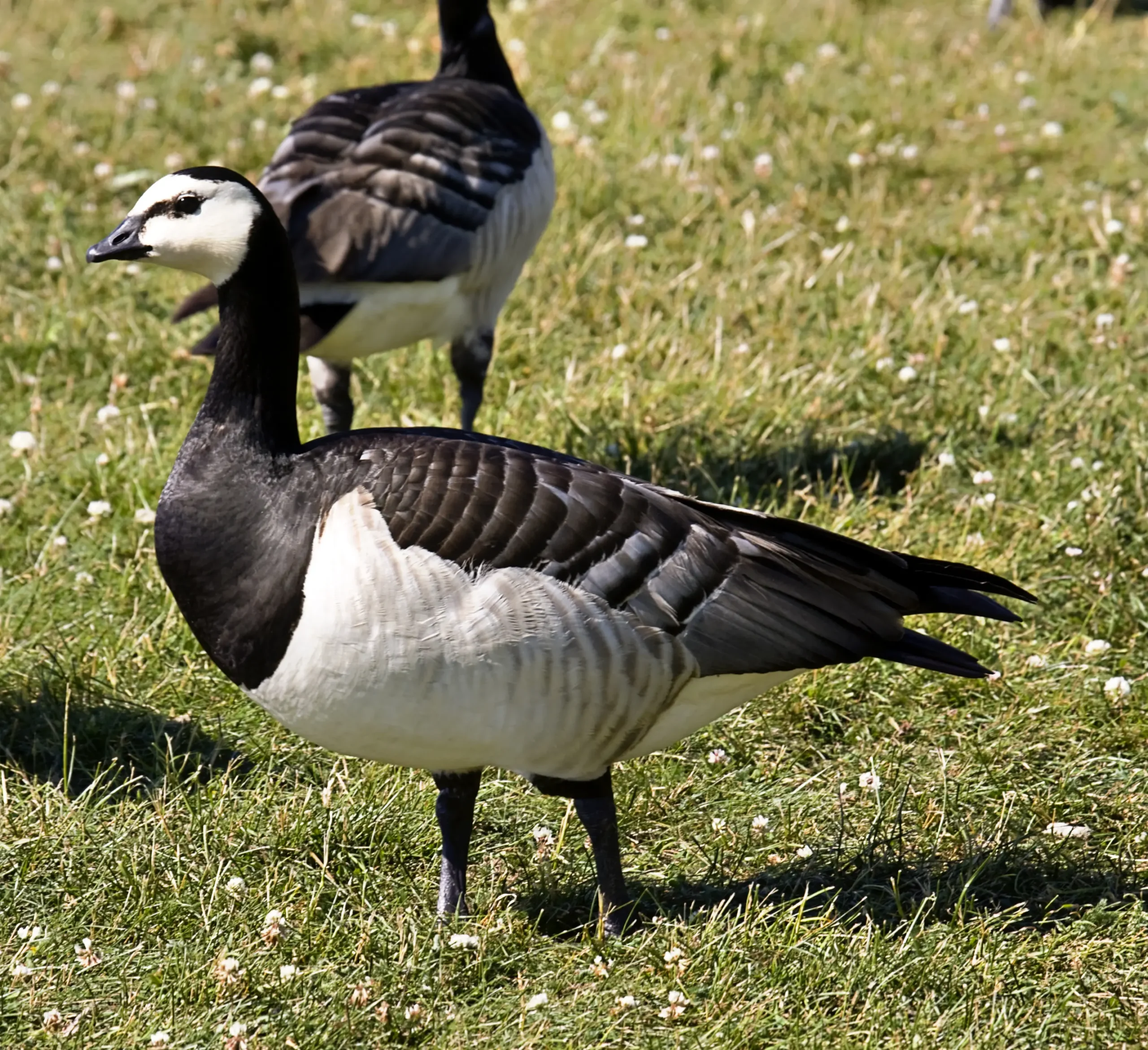 aves barnaclas - Qué significa Branta