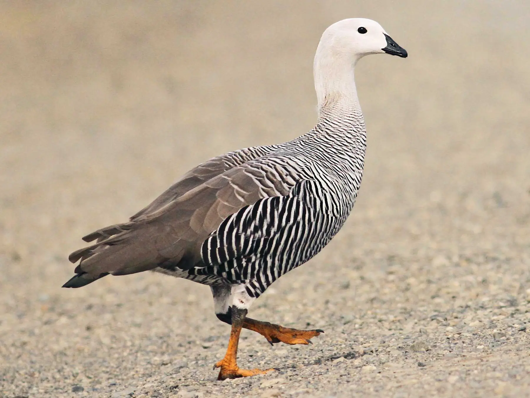 El Caiquén: Un Pájaro Fascinante en la Avifauna - Qué significa Caiquen kaiken pajaro - Qué significa Caiquen