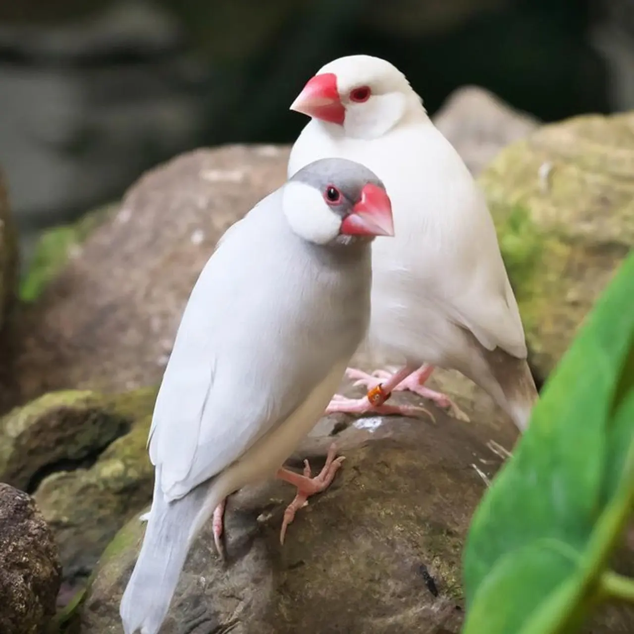 de dónde viene la raza de pajaros calafate - Qué significa Calafate en Argentina