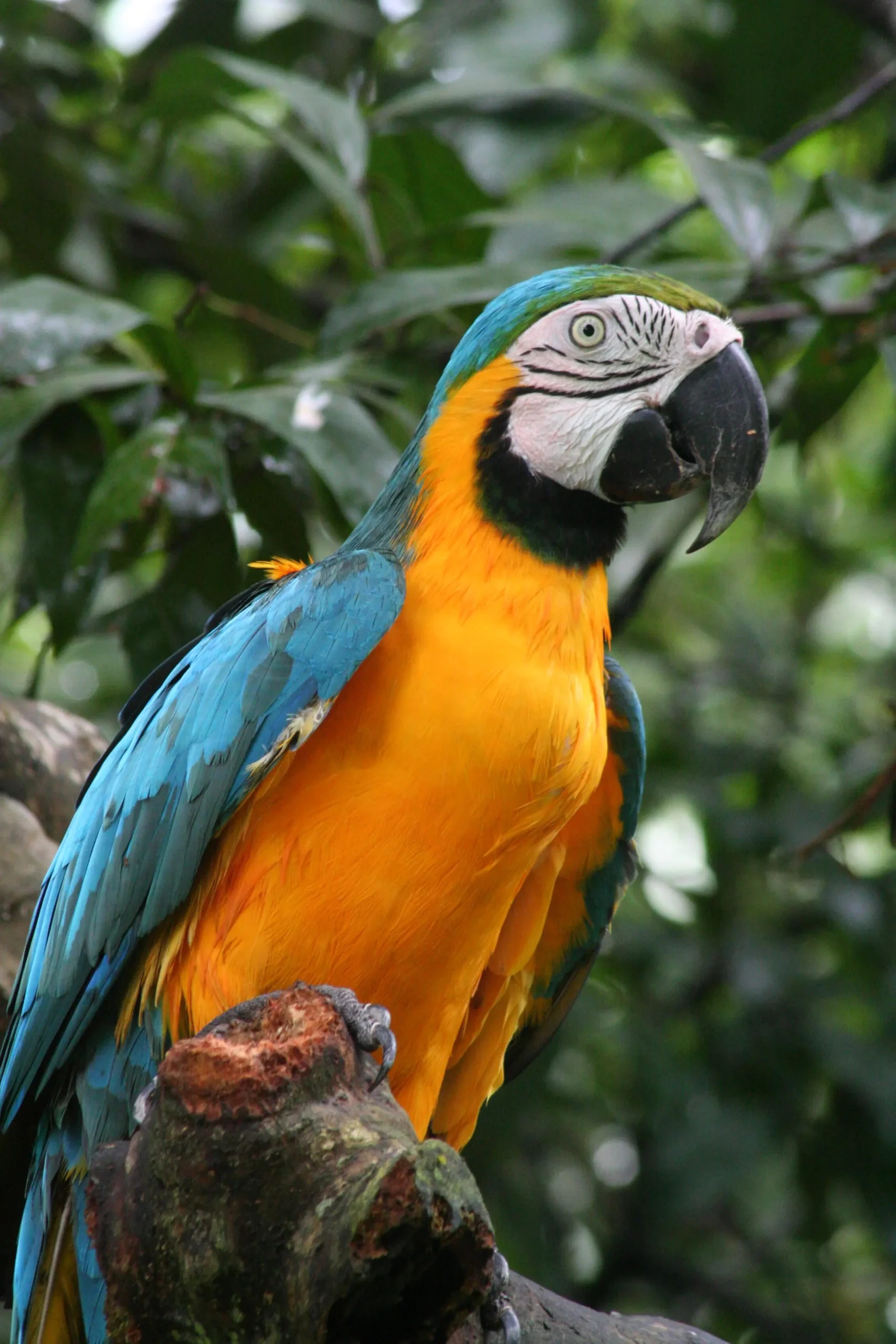 El guacamayo de frente naranja: Un ave exótica y maravilloso - Qué significa Canicularis el guacamayo de frente naranja - Qué significa Canicularis