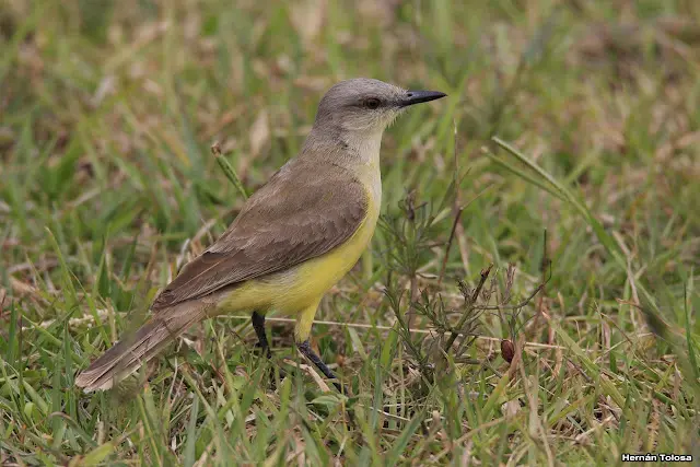 carpincho con pajaro - Qué significa carpincho en guaraní