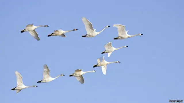 Qué significa cuando hay muchos pájaros volando - Qué significa cuando hay muchos pájaros volando como se le llama a un grupo de aves volando - Qué significa cuando hay muchos pájaros volando