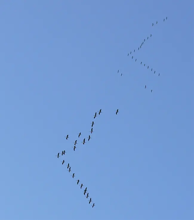 Aves que vuelan en bandadas: Comportamiento y ventajas - Qué significa cuando hay una bandada de pájaros aves que vuelan en bandadas - Qué significa cuando hay una bandada de pájaros