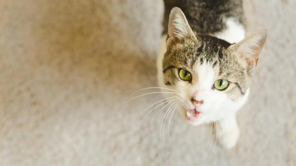 La relación entre gato y loro: una convivencia peculiar - Qué significa cuando un gato se acerca a una pareja la relac ion entre gato y loro - Qué significa cuando un gato se acerca a una pareja