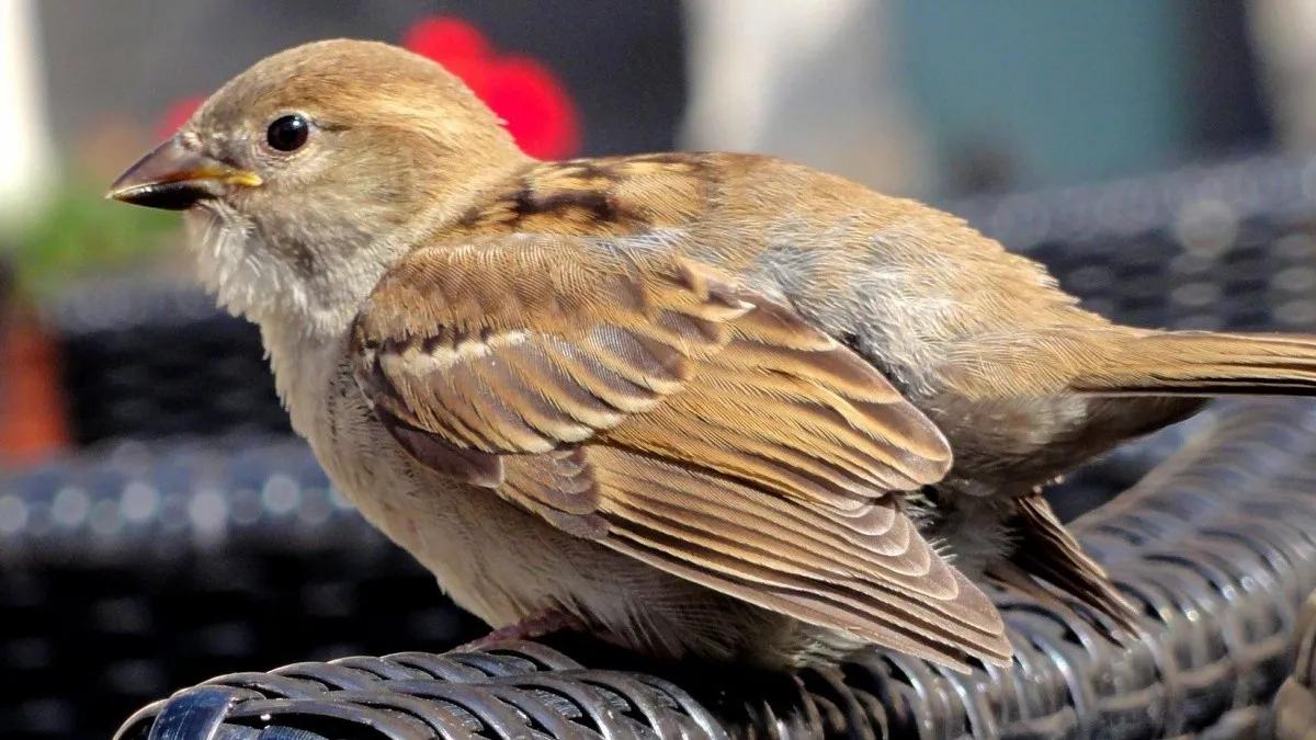 porque un pajaro quiere entrar a mi casa - Qué significa cuando un pájaro sigue intentando entrar por tu ventana